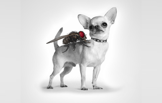 portfolio woocommerce