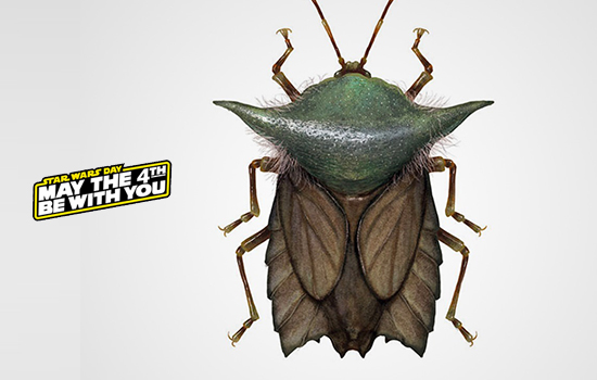 portfolio woocommerce